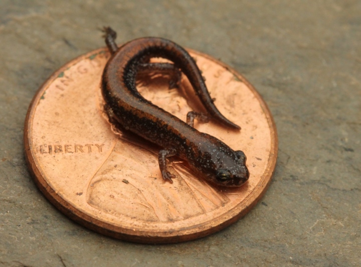 Redback Salamander